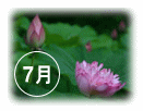ハス