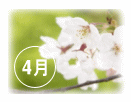 サクラ