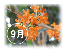キンモクセイ